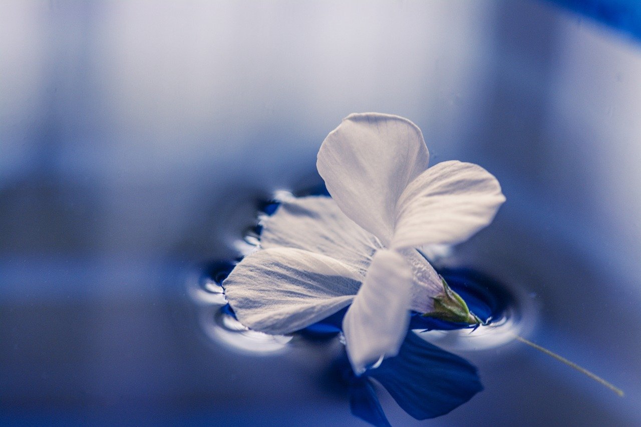 white flower floating in blue water